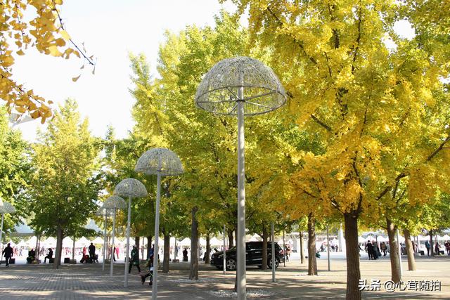 奥林匹克大道公园，奥林匹克公园美景图（小岛土著都不一定了解哦）