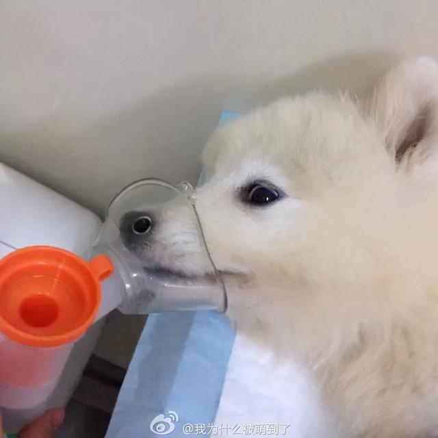 星期狗的特点和习惯，如果狗狗有这些特征