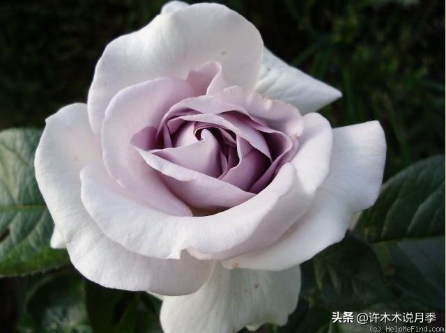 花色鲜艳又浓香的月季品种，浓香四溢的6款月季