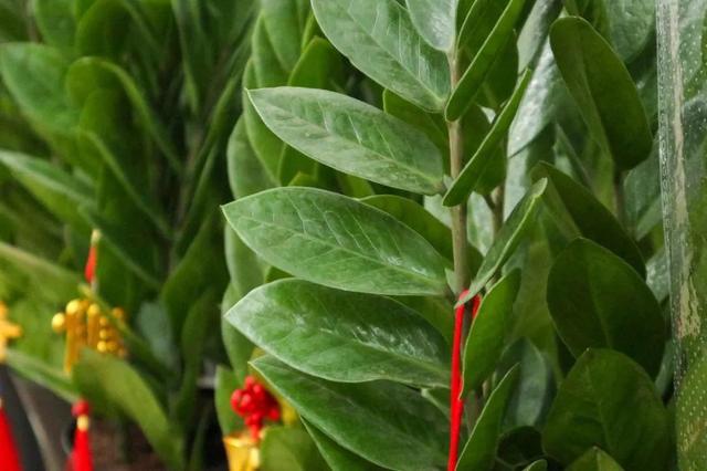 观叶植物的室内摆放，家里盆栽摆放有讲究