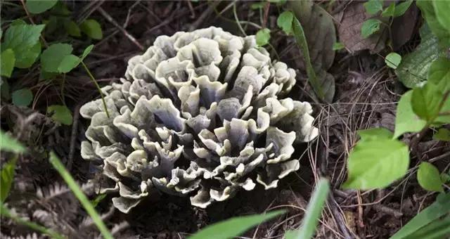 云南最好吃的野生菌在哪，中国最浪漫城市非她莫属