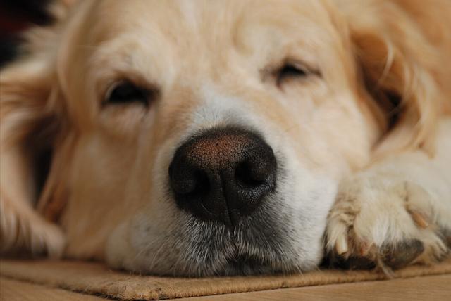 狗可以吃盐吗，狗不能吃盐这句话并无科学依据