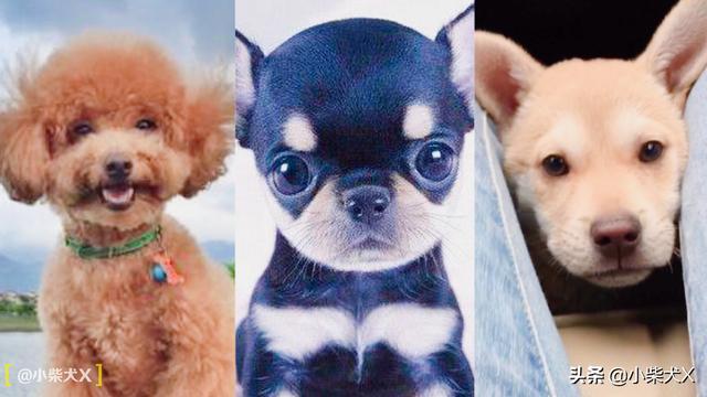 日本柴犬的特点，日本柴犬品种推荐（独立干净爱掉毛）