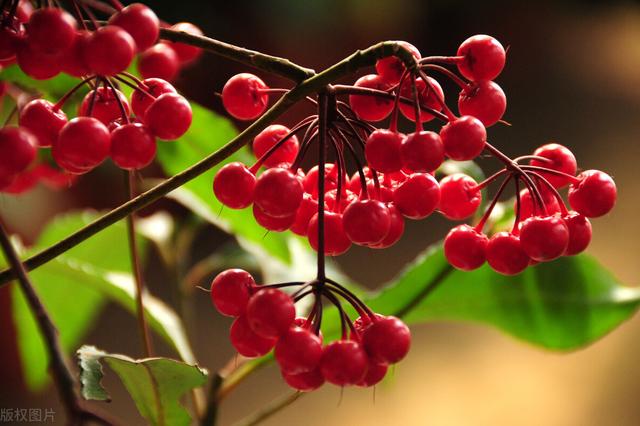 金玉满堂花可以养几年，金玉满堂花怎么养