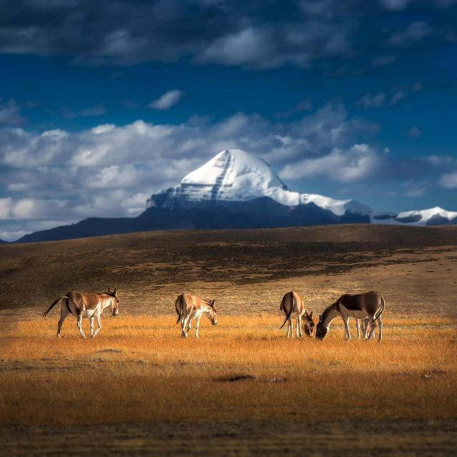 道德经悟道技巧，树袋熊大话助读《道德经》第十六章