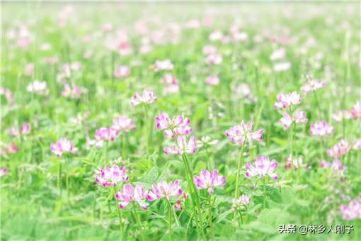 紫云英蜂蜜比较好，紫云英蜜及紫云英蜜的特点