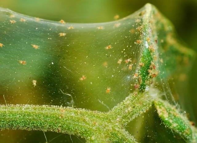 害虫的危害和防治方法，防治蚜虫、粉虱、飞虱最经典的药剂