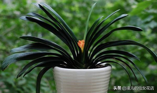 办公室适合养的五大类风水植物，办公室植物放上这几种盆栽