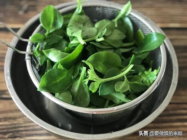 凉拌田七菜的做法，饭店的名菜凉拌田七为什么好吃（凉拌田七菜正宗做法）