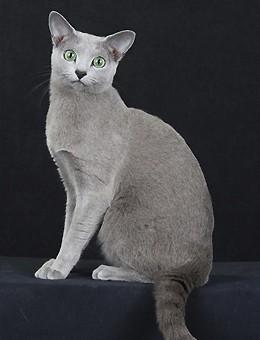 世界名猫品种，世界名猫品种大全