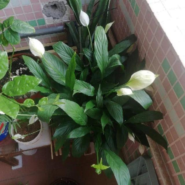 观叶植物的室内摆放，家里盆栽摆放有讲究