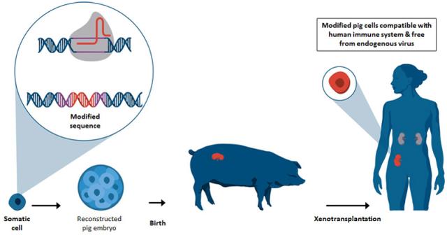 世界首例体细胞克隆猴，中国科学家创建世界首例生物节律紊乱体细胞克隆猴模型