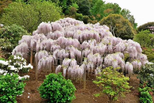 紫藤怎么养才能开花，不养一盆就太可惜了