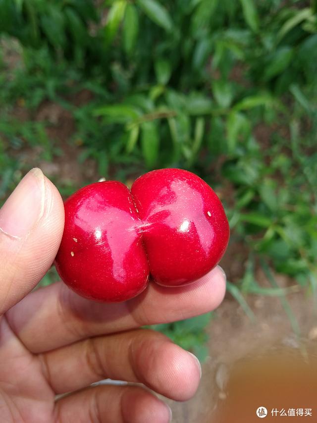 国产樱桃品种对比，国产樱桃品种及购买一些介绍