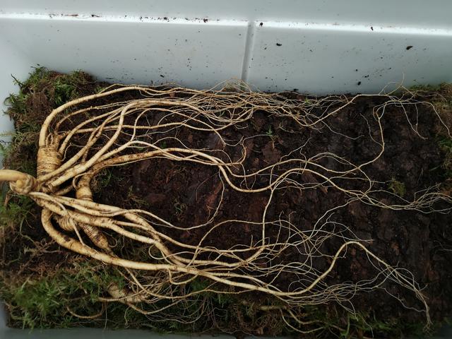 人参应该怎样吃才效果好，人参的吃法很重要