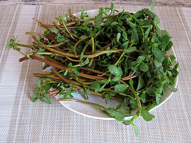 最适合家庭净化空气的花，17种公认的养人花