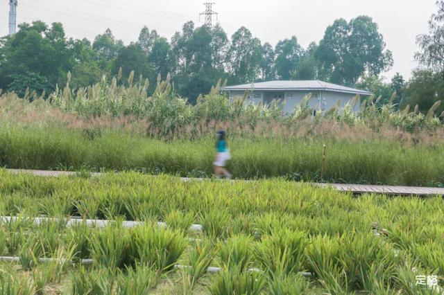 观澜河湿地公园，深圳十个免费特色花海