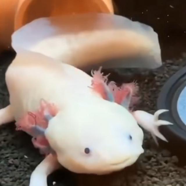 头上有角的恐龙，最强的十个角龙类恐龙（《侏罗纪公园》恐龙形象是恐龙本尊吗）