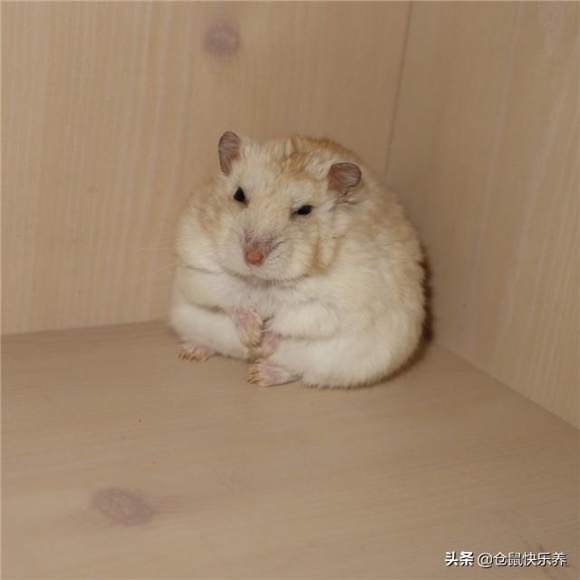 仓鼠一天吃几顿，仓鼠幼鼠一天吃几顿奶（关于养仓鼠的基本指南）