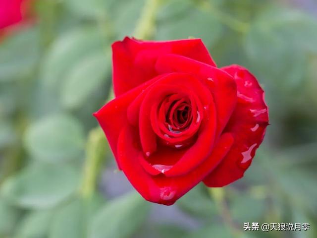 颜值高花期长的月季，七种优秀盆栽月季