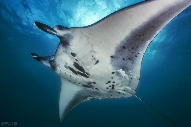 逼格高的热带鱼，10种最有异国情调的热带鱼