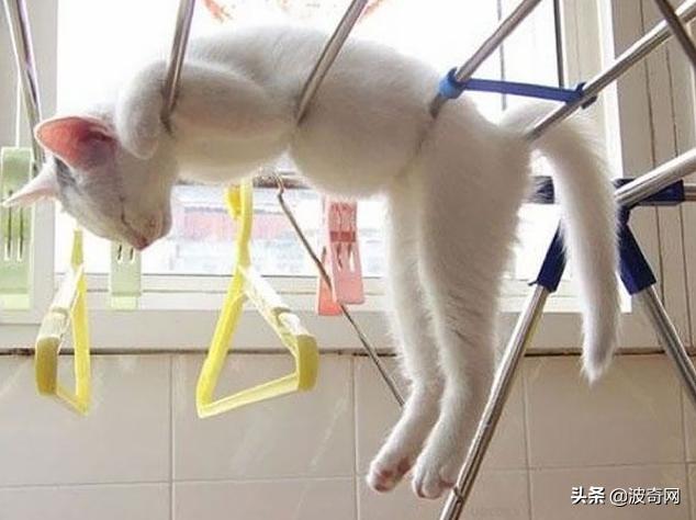 猫咪的4种睡姿代表什么，猫睡姿里藏着这些秘密