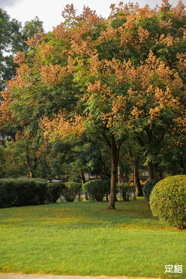 莲花山公园 网红打卡地，莲花山公园又红了