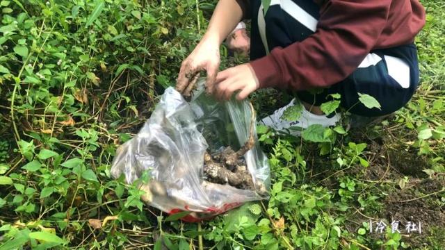 洋姜的做法大全，如何用洋姜做美食（遇见洋姜抓紧囤）