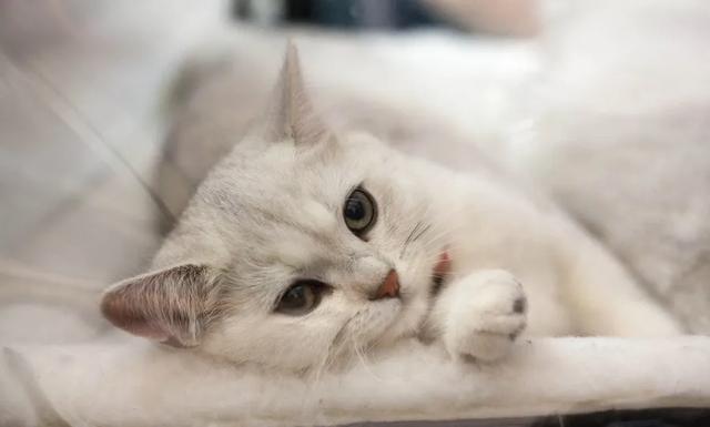 猫用死来提醒主人，猫咪要死的时候会做出怎样的行为