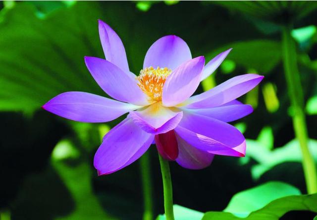 懂得珍惜才配拥有，学会珍惜才配拥有（懂得珍惜，才配拥有）