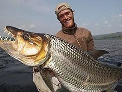 史上最大的淡水鱼类，湄公河捕获600斤黄貂鱼