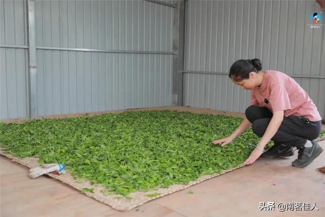 手工制茶的六个步骤，南茗佳人手工制茶过程全公开