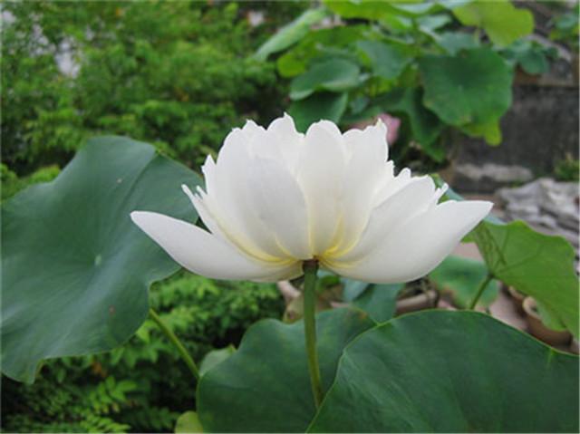 荷花最好看的品种是什么，这花最好看、最好养