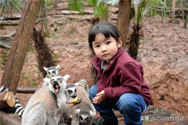 四川雅安附近又一野生动物园开业，四川雅安熊猫基地动物园