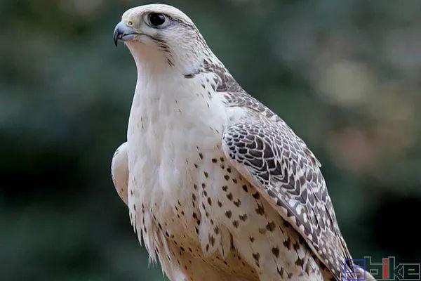 美国国鸟的品种，欧洲各国国鸟大全