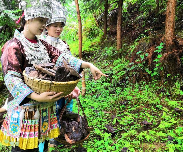 灵芝的种植技术和养殖方法，如何种盆栽灵芝