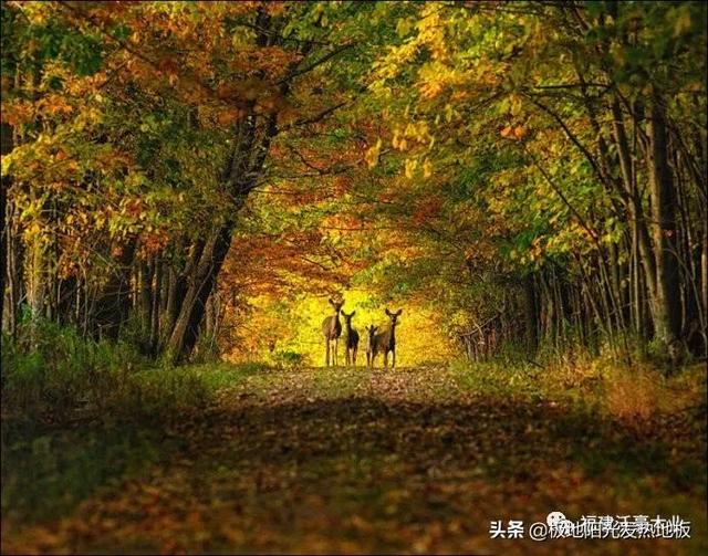 适合地热的实木地板板材，极地阳光带你探索深山选择发热地板的好木材