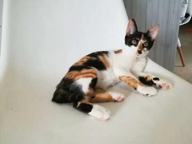 猫咪起什么名字最好听母猫，中国铲屎官绝对把气质