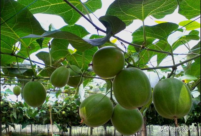 广东凉茶有哪些种类，再看10种广东凉茶的主要野生植物原料