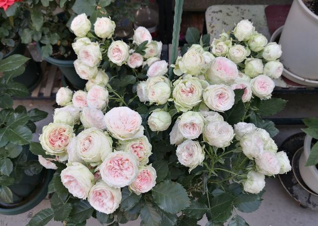 各种家庭阳台花养法，你的阳台还缺花花吗