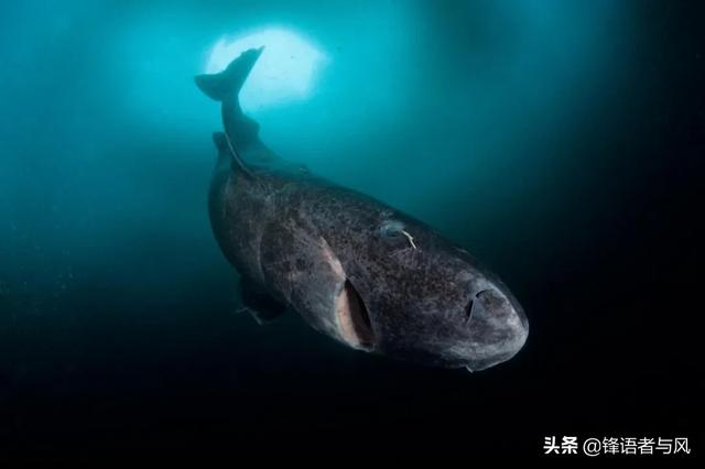 比蓝鲸大的史前生物，阿尔卑斯山发现2.05亿年前巨兽