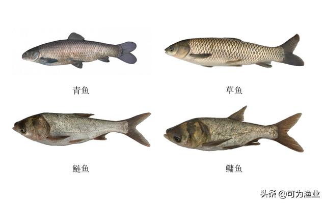  常见的十大淡水鱼，常见淡水鱼图片大全