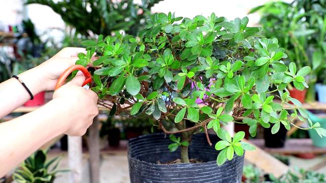 杜鹃花开时如何养护，杜鹃开败了春天3个