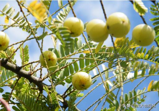 北方有四种水果可以吃可以喝，吃起来又苦又酸