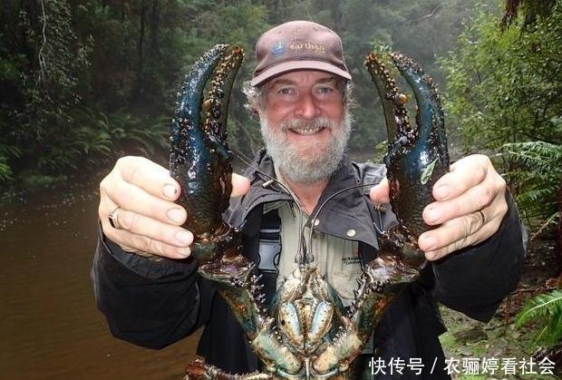 最大巨型淡水龙虾，澳大利亚巨型淡水龙虾巨大无比