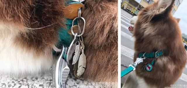 宠物宝珠都有什么，珠宝不是人的专属宠物也能佩戴