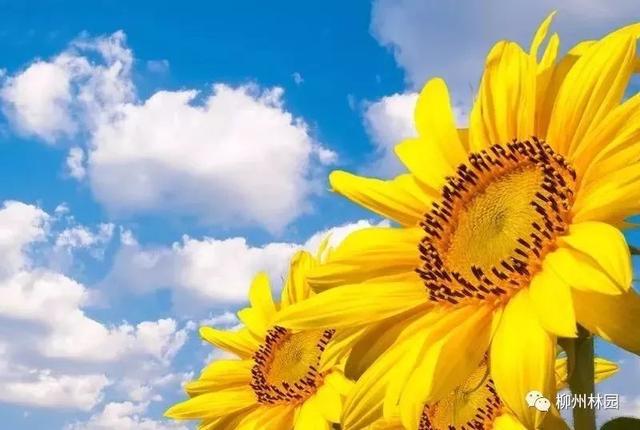 父亲节应该用什么花，推荐几款适合送给父亲的花