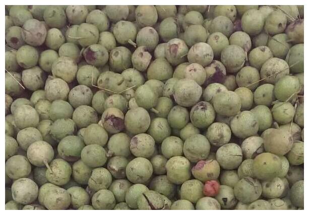 青核桃皮有什么作用与功效，青核桃皮的功效与作用