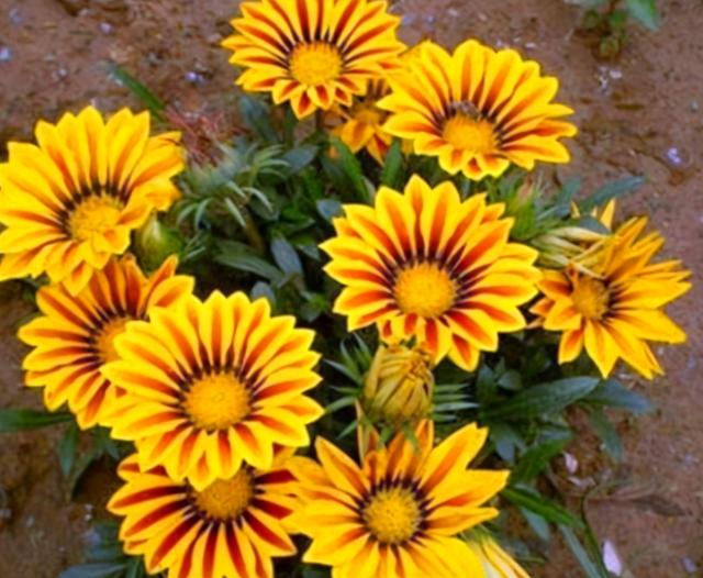 最适合室内养的8种花卉，扔土里能长一大片