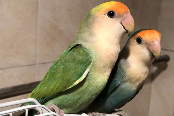 牡丹鹦鹉品种介绍大全，面类牡丹鹦鹉的所有品种